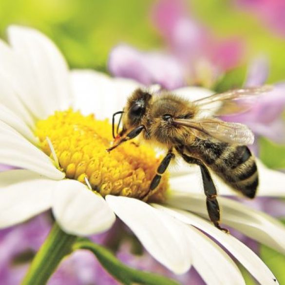 Svjetski dan pčela - Nezamjenjiva uloga u očuvanju života na Zemlji 