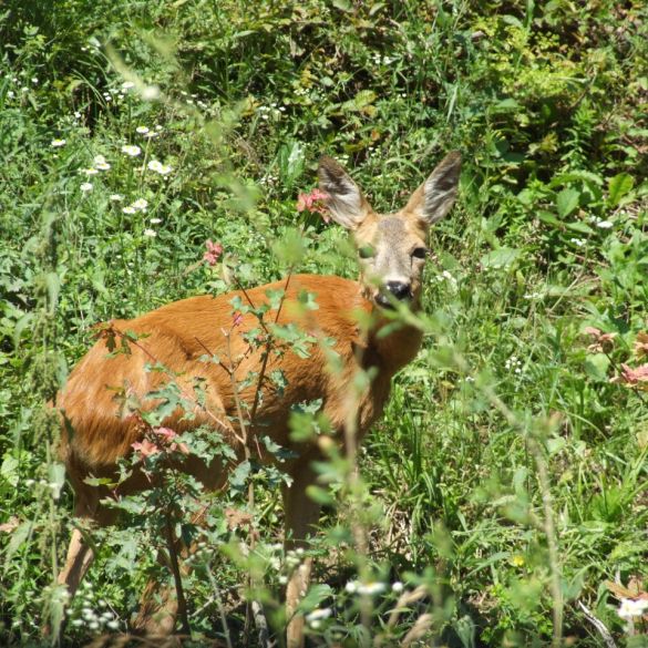 Hrvatske šume sponzor međunarodnog Kongresa o ruralnom turizmu