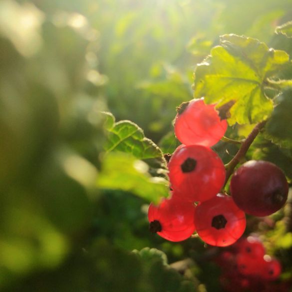 Izložba najboljih fotografija natječaja 'Priroda u oku kamere'