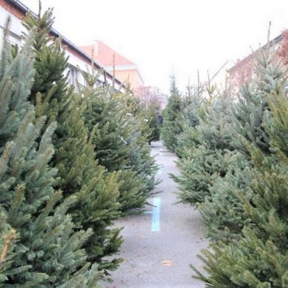 Raspored prikupljanja i odvoz božićnih drvaca 2026.